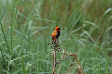Uccello tessitore in Sudafrica