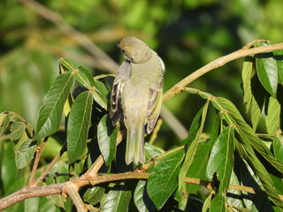 bird on a branch