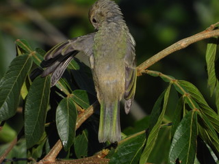 bird on a branch