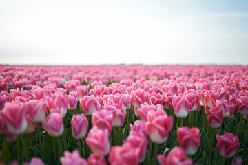 Beautiful fields of pink tulips in full bloom in spring sunshine