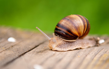snail on green leaf