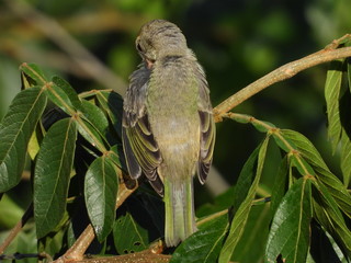 bird on a branch