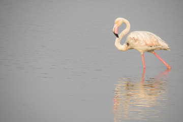 flamingo in water