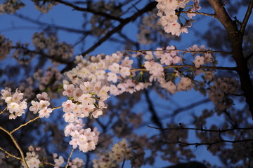 夜桜