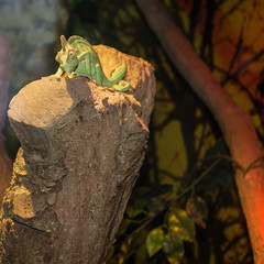 green chameleon in aquarium, Dubai, UAE