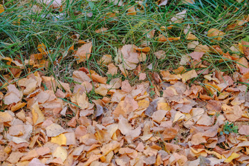 lawn with green grass and yellow leaves