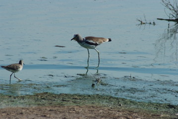 African lapwing in South Africa