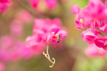 Fototapeta na wymiar Pink flowers abstact background.