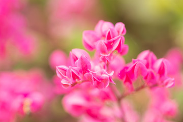 Fototapeta na wymiar Pink flowers abstact background.
