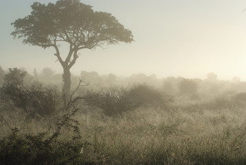 Obraz premium Panorama nebbioso nel Kruger Park, Sud Africa