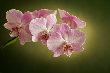 Fototapeta na wymiar Blooming Orchid on a green background in drops of dew, close-up