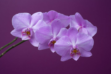 Fototapeta na wymiar purple orchid in blooming in drops of dew