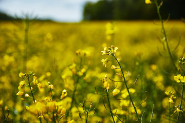 Blüte Sommer Blume Frühling
