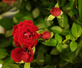 Obraz na płótnie Canvas bouquets roses for sale 