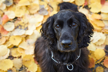 Cocker Spaniel