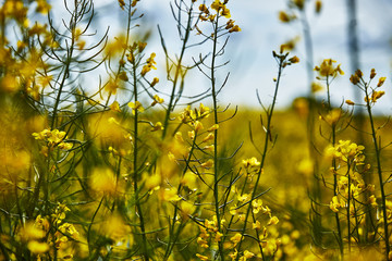 Blüte Sommer Blume Frühling