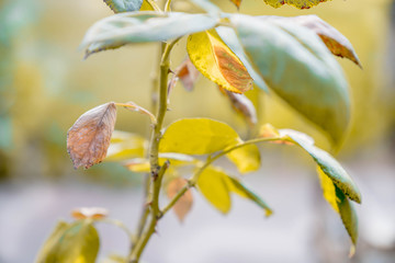 Beautiful green rose petal in the garden