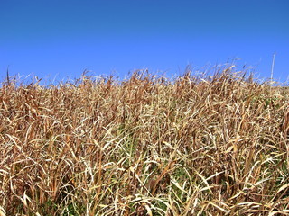 土手の枯れ草と青空