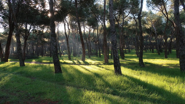 Pinar