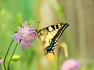 butterfly on flower