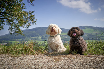 Havanase dogs sitting on hiking road in the sun - 248456676