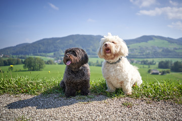 Havanase dogs sitting on hiking road in the sun