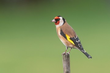 A Goldfinch perching on a branch with a clear background
