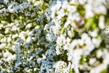 Blüte Sommer Blume Frühling