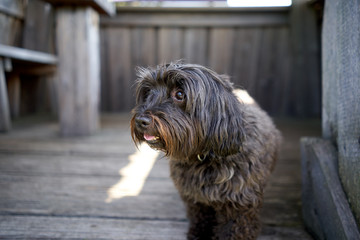 Cute black havanese dog look in wooden cabin