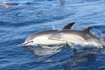 Gemeiner Delfin - Mutter & Kalb