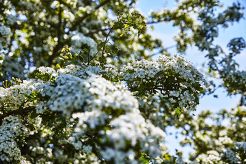 Blüte Sommer Blume Frühling