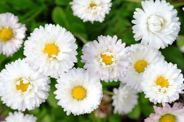 Fototapeta premium Many small light daisies on green leaves background, floral spring background top view