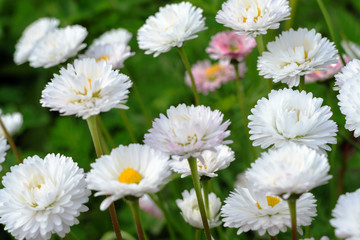 Many small light daisies on green leaves background, floral spring background soft focus blur