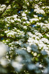 Blüte Sommer Blume Frühling