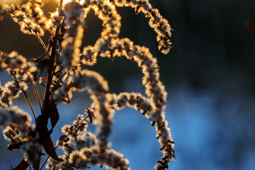 Plant in the sunset, winter contrasting background, orange and blue