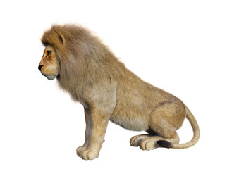 3D Rendering Male Lion on White