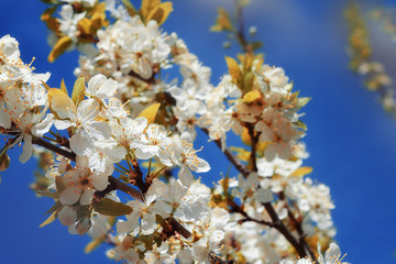 The gentle blossoming apple-tree with white colors against the background of the bright blue sky, a spring background, toning