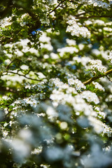 Blüte Sommer Blume Frühling