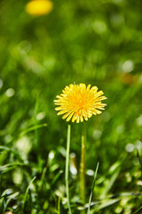 Löwenzahn Blume Wiese