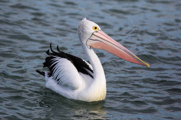 Fototapeta na wymiar Australian Pelican (Pelecanus conspicillatus) on the water. Australia