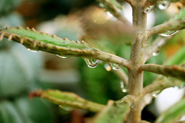 Water droplets on the outdoor succulent plants after the rain