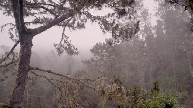 Slow Motion: Wild, Misty, Tree-filled Landscape