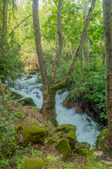 The Hermon Stream (Banias) Nature Reserve