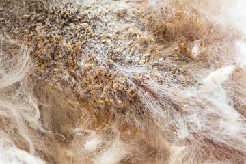 Close-up of dog body skin with bad yeast fungal infection