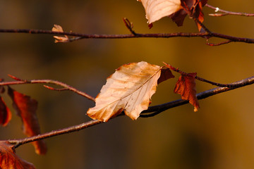 Blatt am Baum mit brauner Färbung im Herbst Winter