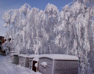The trees were covered with fluffy snow.