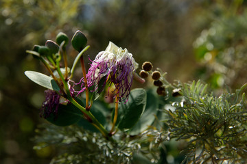 Salina, Kapernbluete bei Pollara, Liparische Inseln, Sizilien, Italien, < english> Salina, flower...