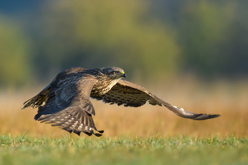 Flight over the meadow/Common Buzzard
