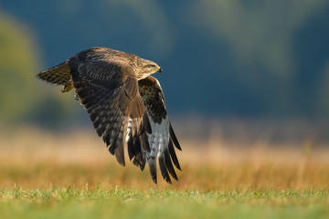 Flight over the meadow/Common Buzzard