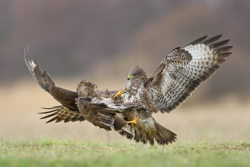 Fight in the meadow/Common Buzzard